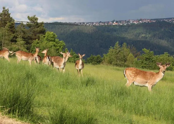 Gemuetliche Im Schwarzwald * Schuttertal